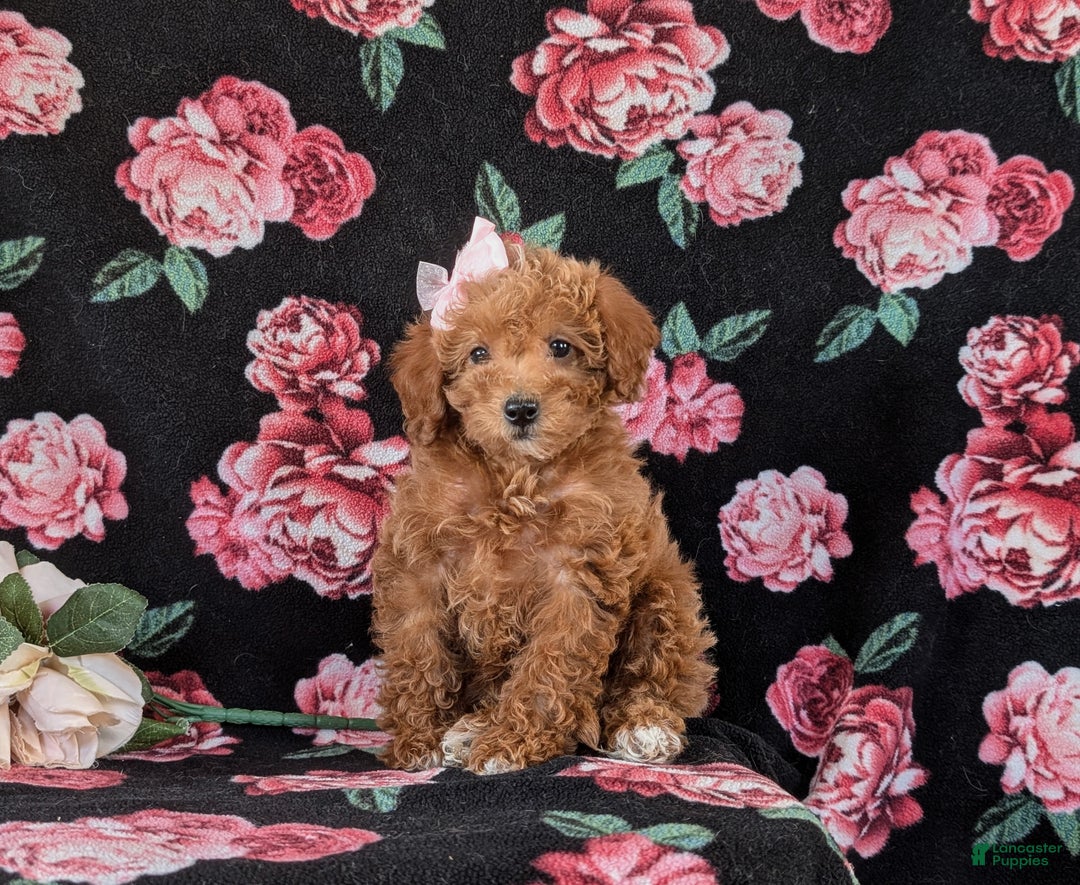 Mixed Breed dogs for sale: Dora Hypoallergenic - Ad 4