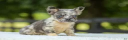 French Bulldog dogs for sale: Lisa - Ad 7