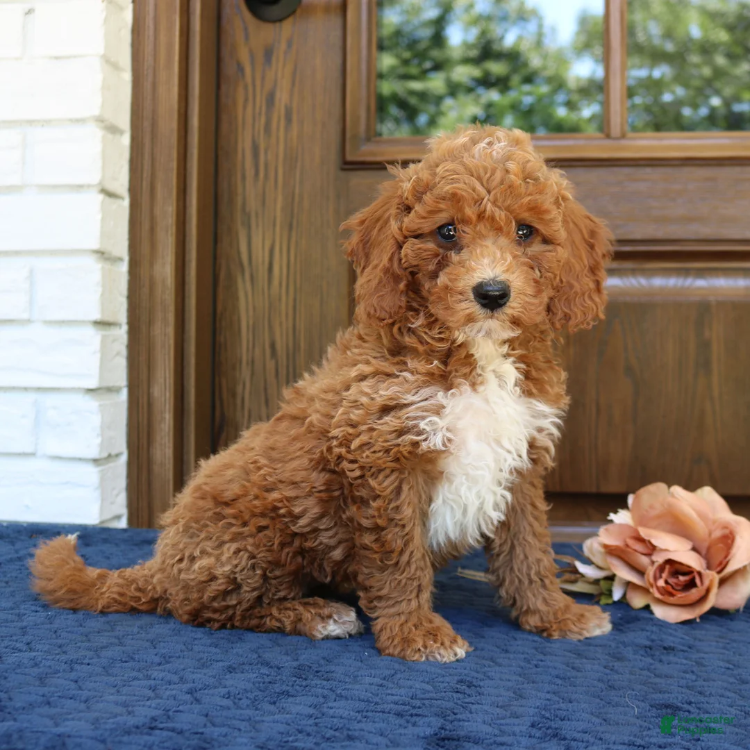 Mini Goldendoodle dogs for sale: Stella  - Ad 1