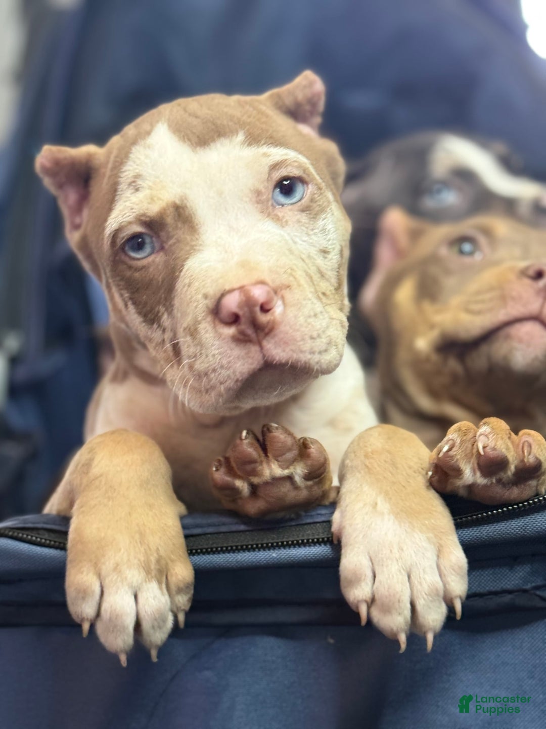 Gallery Image {{count}}