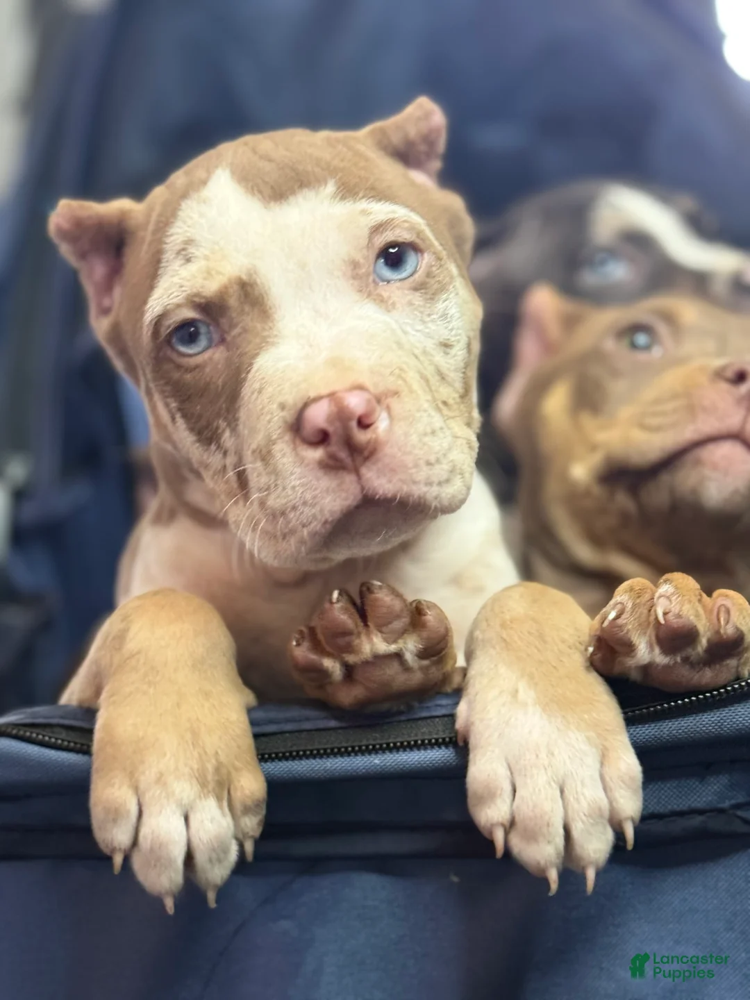 Gallery Image {{count}}