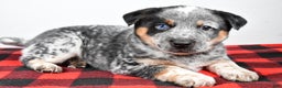 Australian Cattle Dog dogs for sale: Sammy - Ad 9
