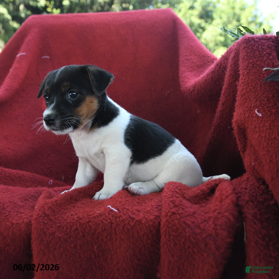 Jack Russell Terrier dogs for sale: Cookie - Ad 3