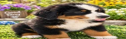 Bernese Mountain Dog dogs for sale: Blake Male ICA Bernese Mountain Dog - Ad 2