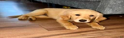 Golden Retriever dogs for sale: Golden Retriever  - Ad 2
