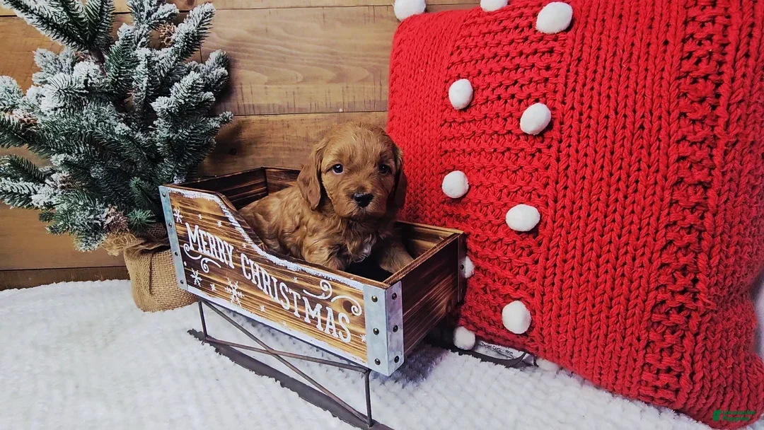 Mini Goldendoodle dogs for sale: Holly - Ad 3