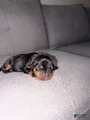 Mixed Breed Puppy 3