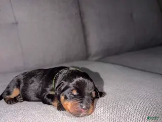 Mixed Breed dogs Mixed Breed Puppy 3 - Ad 11