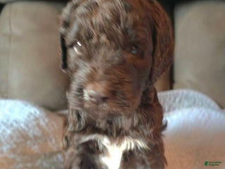 Labradoodle dogs - Ad 17