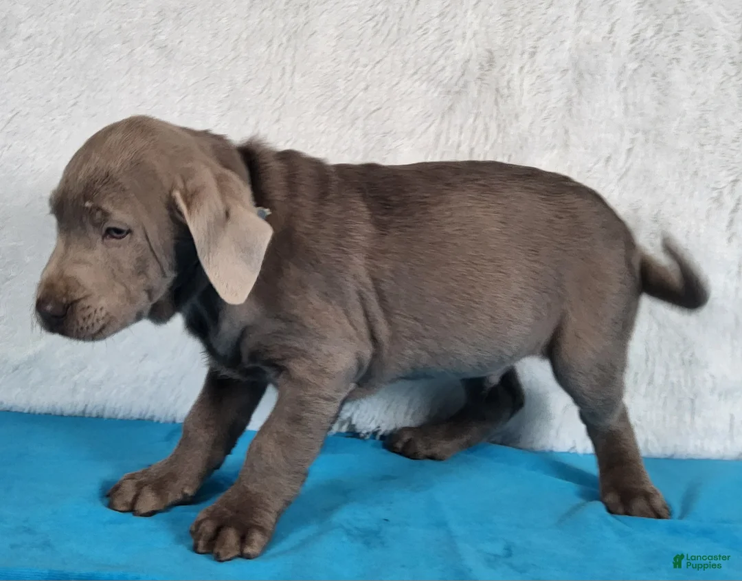 Labrador Retriever dogs for sale: Miles - Ad 8