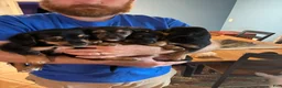 Mixed Breed dogs for sale: Mixed Breed 3 - Ad 10