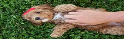 Miniature Poodle dogs for sale: Tyson 💙✨ - Ad 12