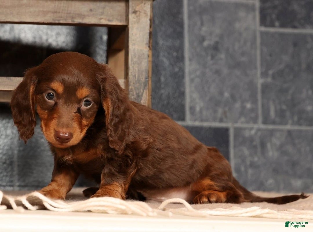 Miniature Dachshund dogs for sale: Teddy - Ad 9