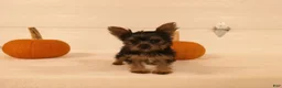 Yorkshire Terrier dogs for sale: Mia  - Ad 7