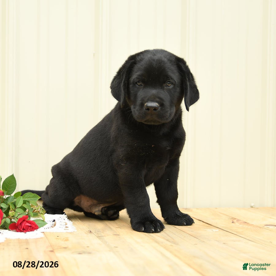 Labrador Retriever dogs Scout - Ad 1