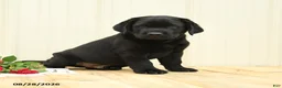 Labrador Retriever dogs for sale: Scout - Ad 1
