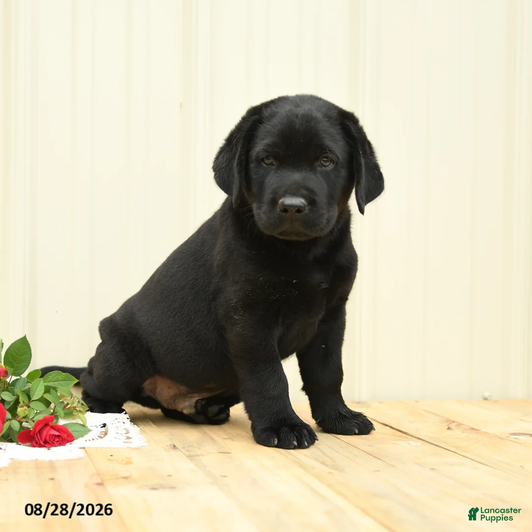 Labrador Retriever dogs for sale: Scout - Ad 1