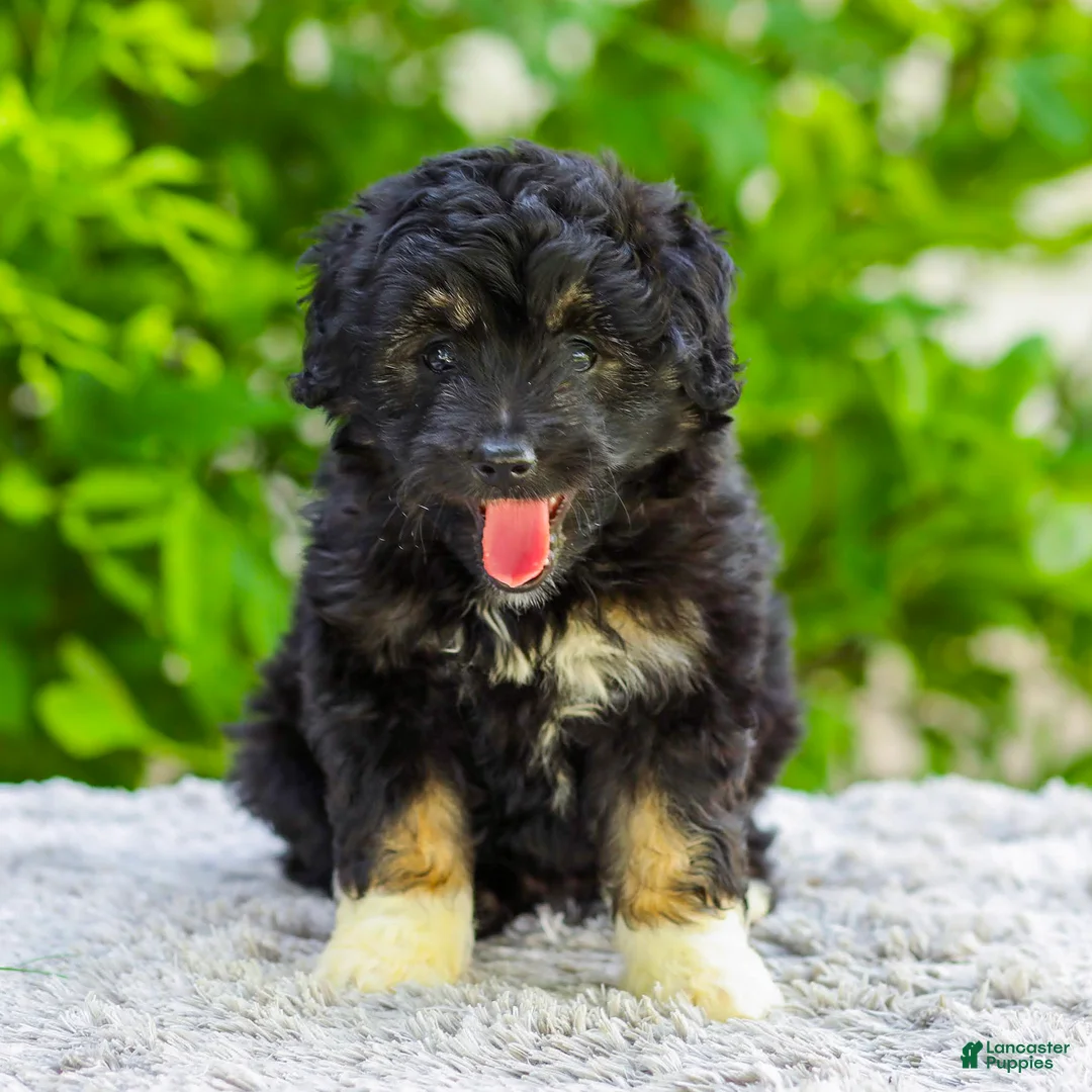 Mini Aussiedoodle dogs for sale: Vanessa - Ad 1