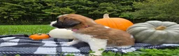 Saint Bernard dogs for sale: Willow - Ad 6