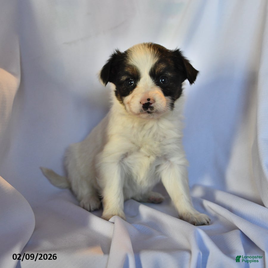 Papillon dogs Sphnix - Ad 28