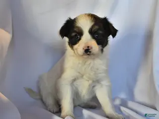 Papillon dogs Sphnix - Ad 28