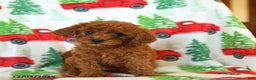 Cavapoo dogs for sale: Carrot - Ad 1