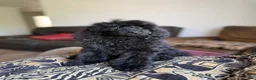 Standard Poodle dogs for sale: Raven - Ad 8