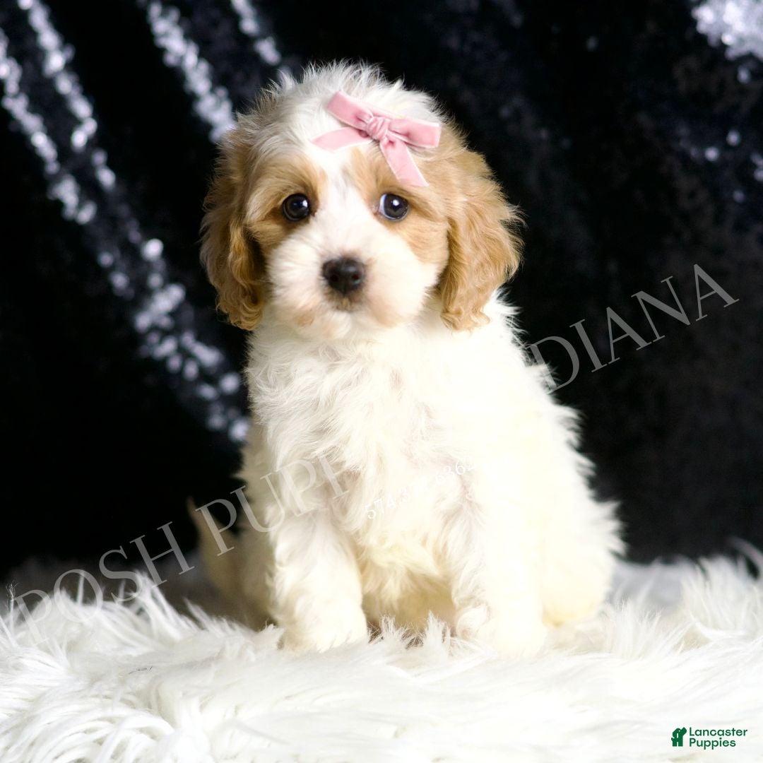 Cavapoo dogs for sale: Brioche - Ad 3