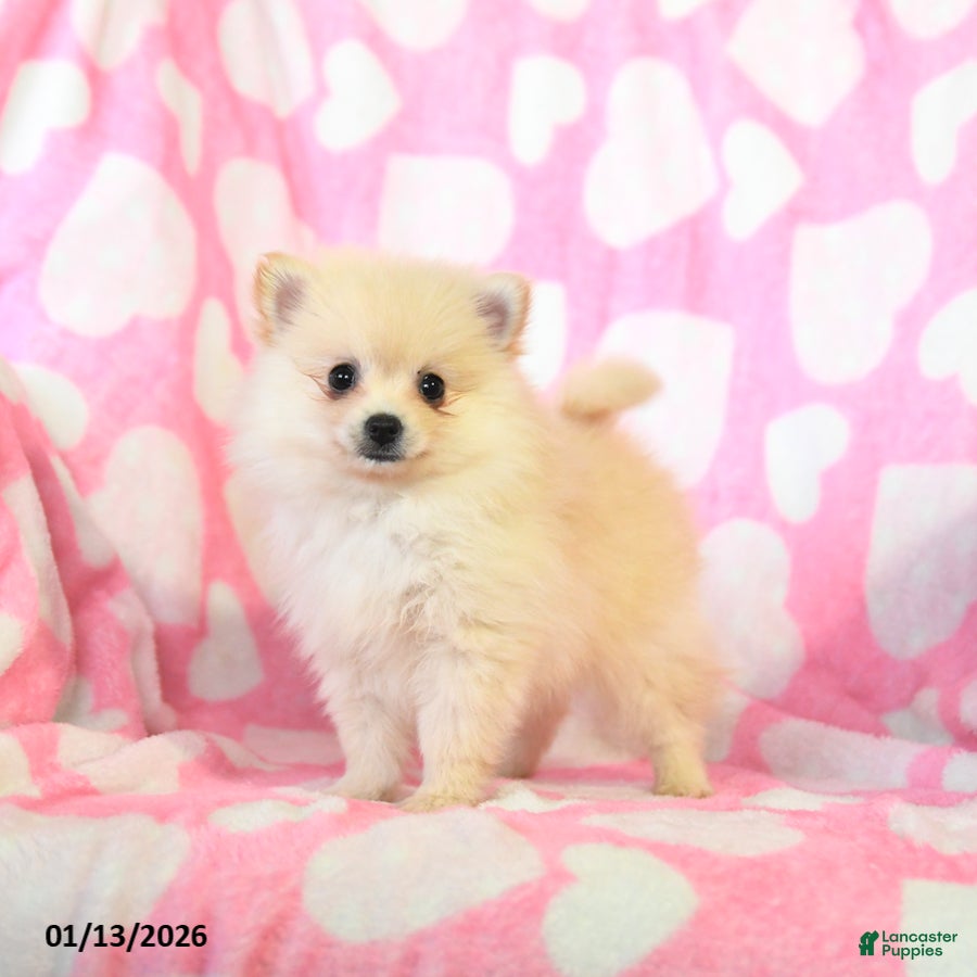 Pomeranian dogs Rosie - Ad 39