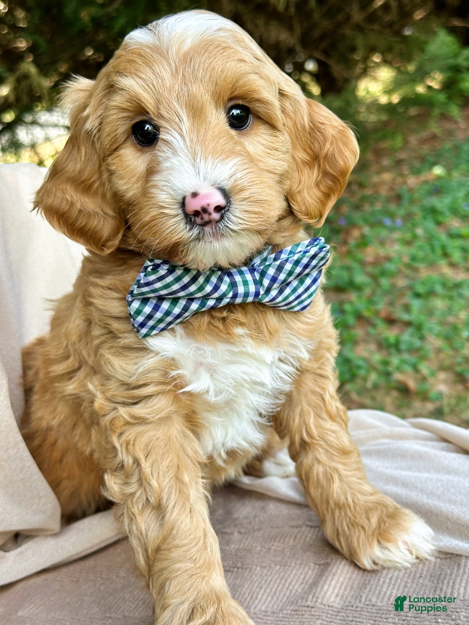 Mini Goldendoodle dogs Sawyer-OFA & Genetic Tested Parents - Ad 1