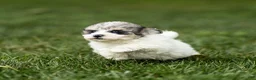 Maltipoo dogs for sale: Rex Maltipoo  - Ad 14