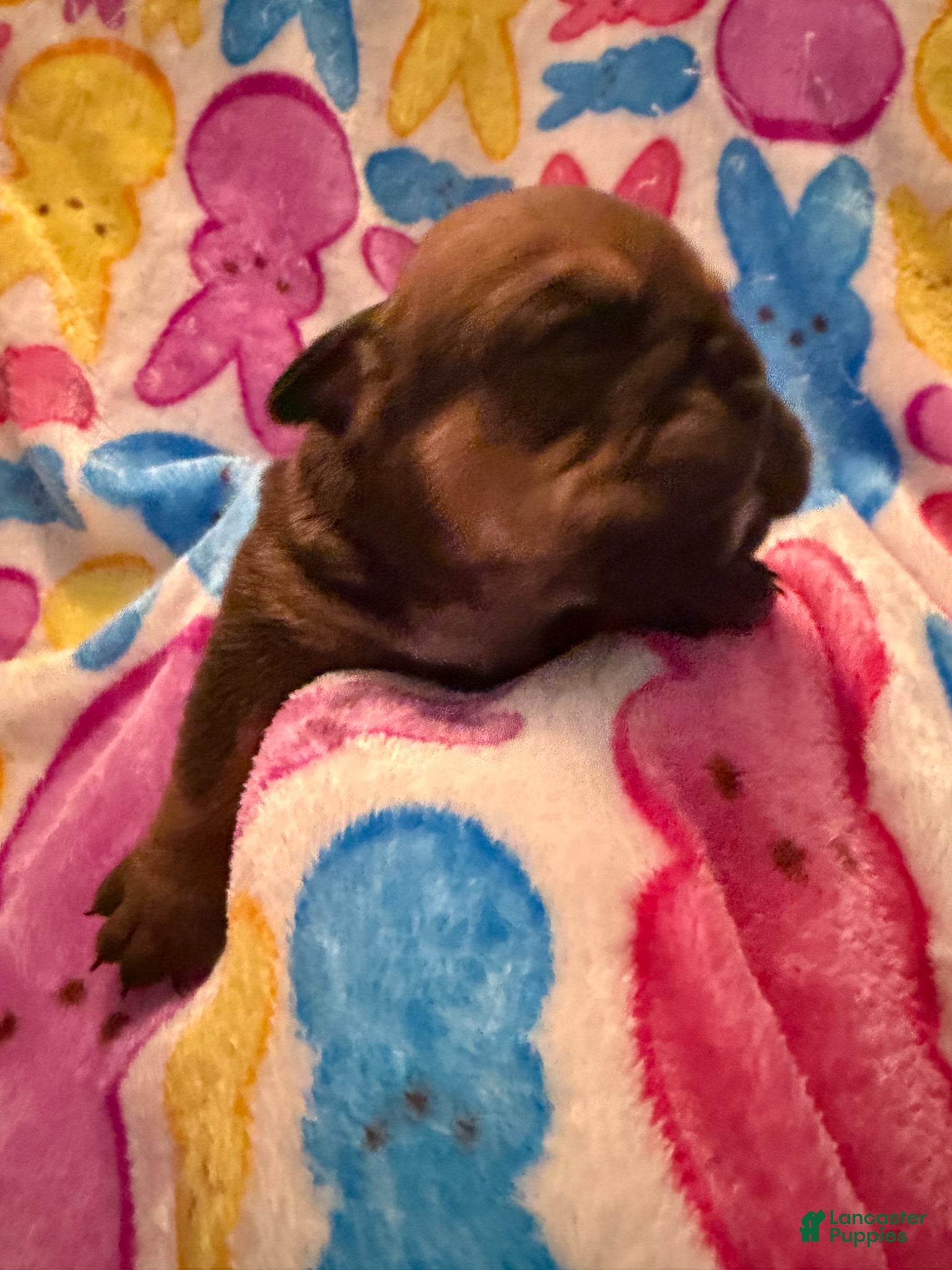 English Bulldog dogs English Bulldog Puppy 8 - Ad 32