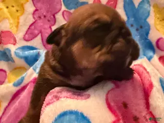 English Bulldog dogs English Bulldog Puppy 8 - Ad 32