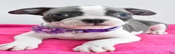Boston Terrier dogs for sale: Indie - Ad 4