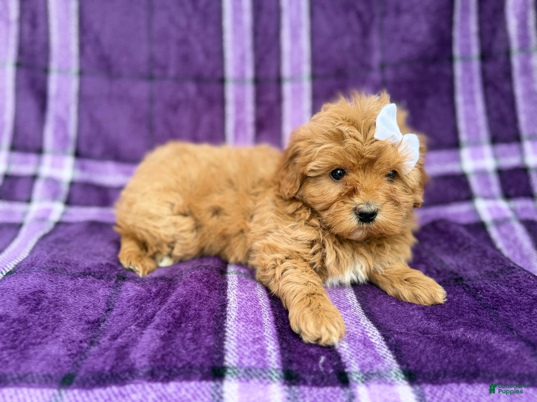 Shihpoo dogs for sale: Bubbles  - Ad 2