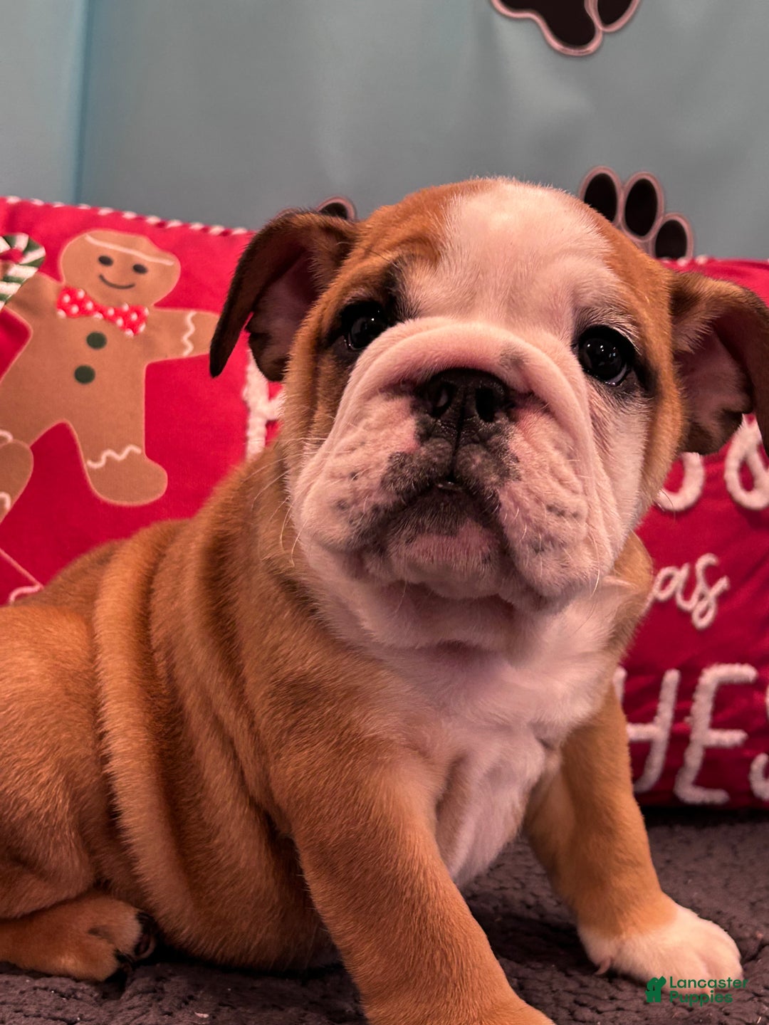 English Bulldog dogs for sale: NATASHA - Ad 6
