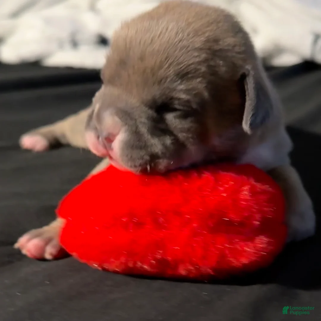 American Bully dogs for sale: American Bully Puppy 3 - Ad 2