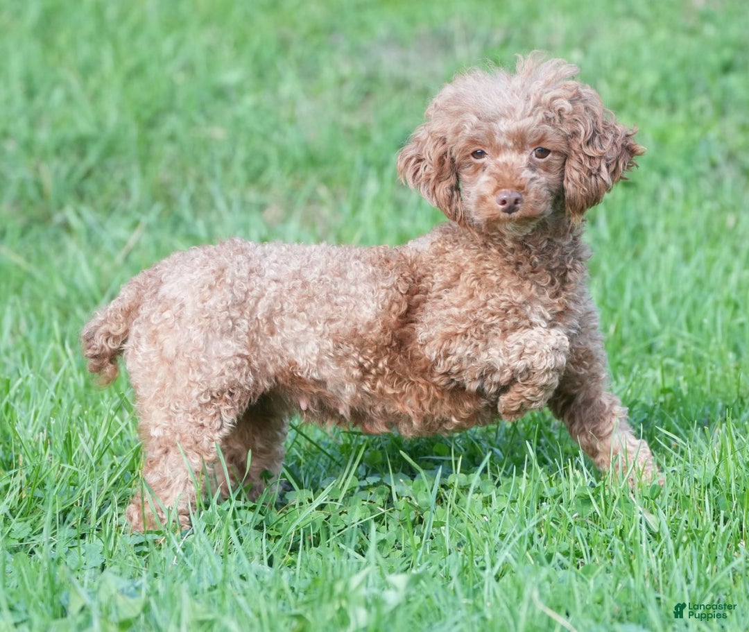 Toy Poodle dogs for sale: Buddy - Ad 12