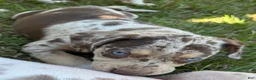 Catahoula Leopard Dog dogs for sale: Purdy aka Vicki - Ad 3