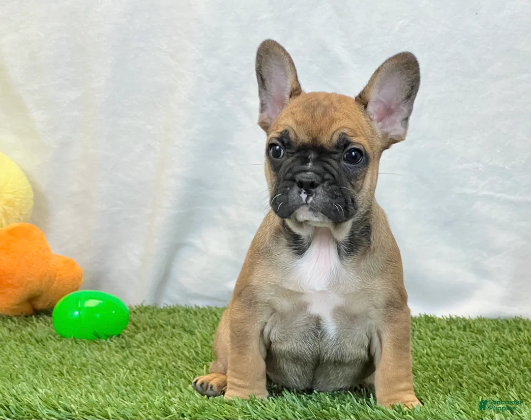 French Bulldog dogs for sale: Delilah - Ad 2
