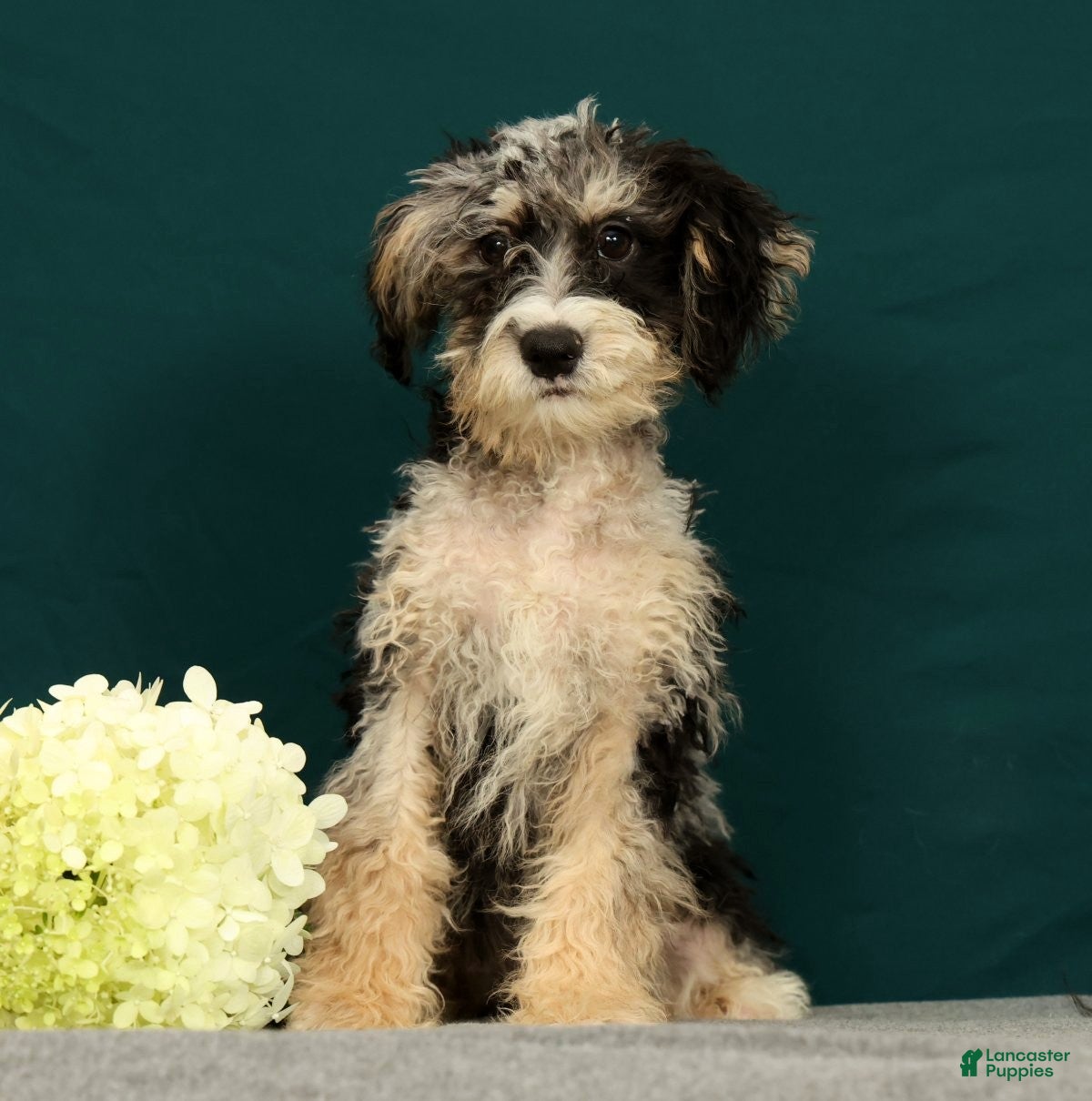 Mini Bernedoodle dogs Patrick - Ad 1