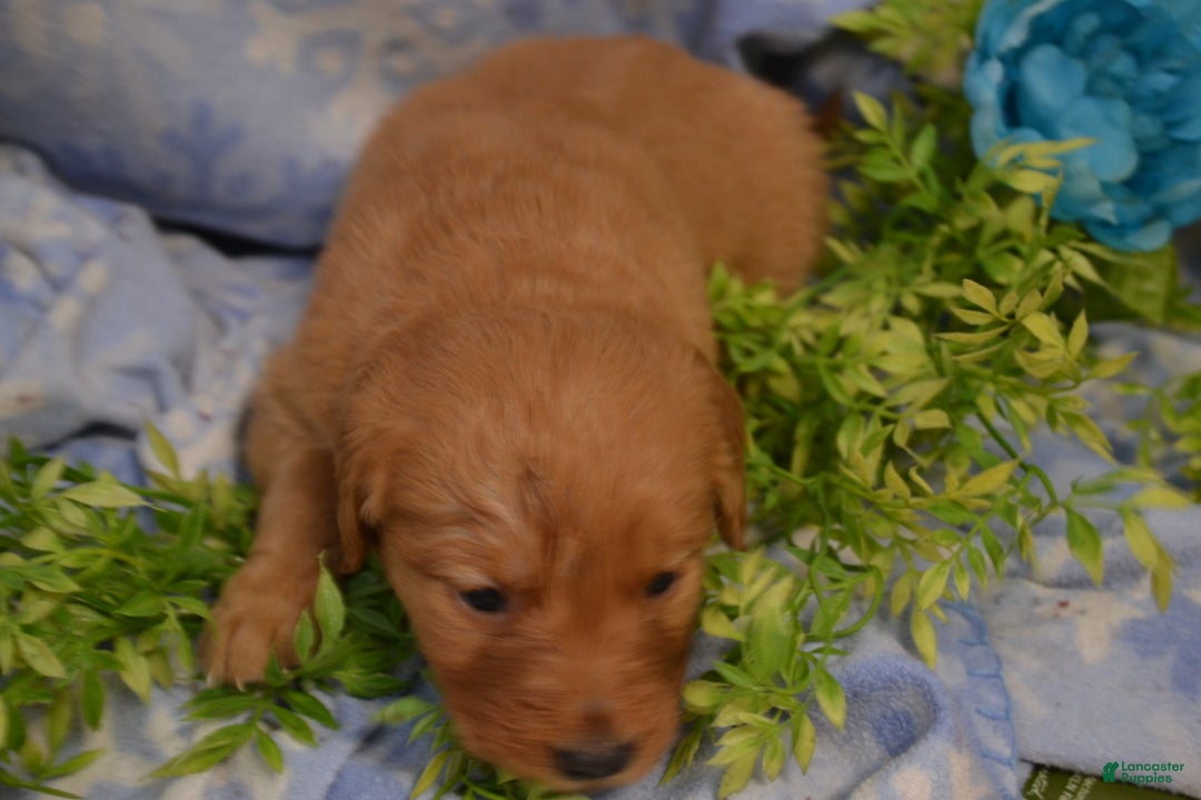 Golden Retriever dogs for sale: Abby - Ad 3