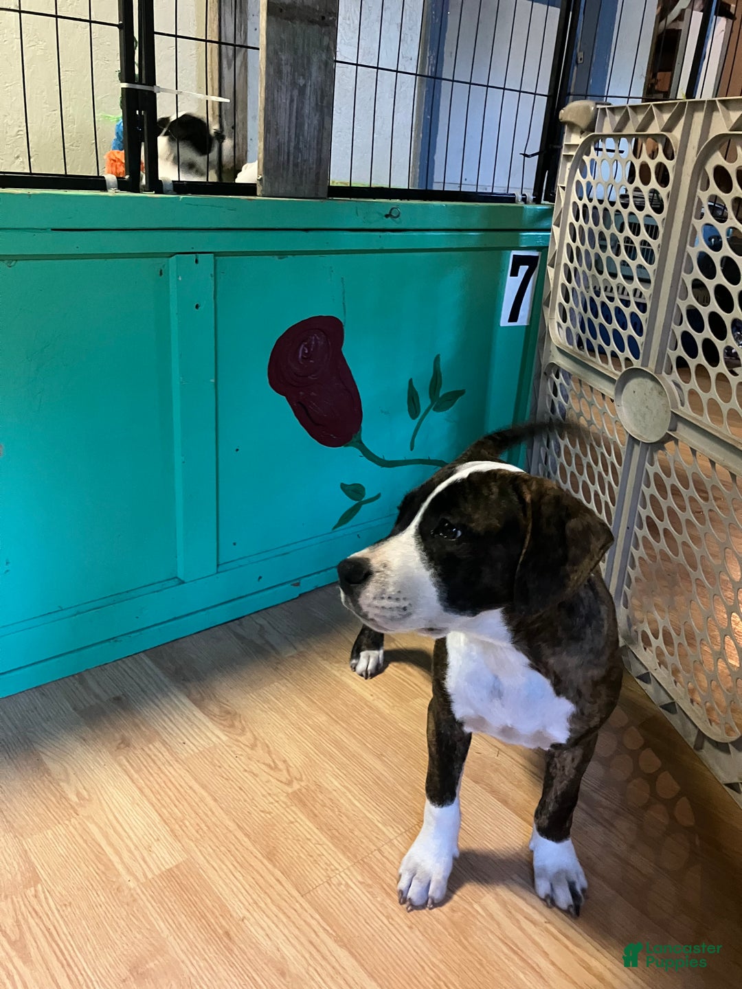 Mixed Breed dogs for sale: Pooh - Ad 5