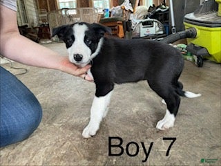 Border Collie dogs Border Collie 7 - Ad 1