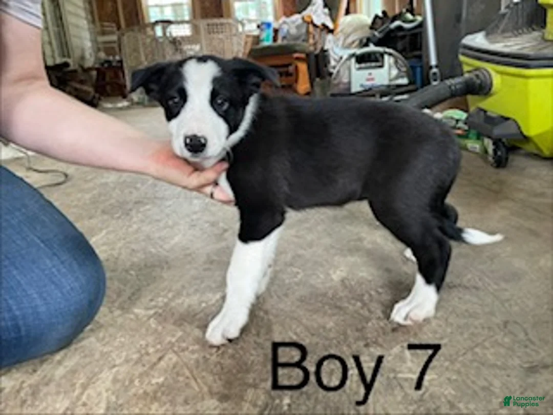 Border Collie dogs for sale: Border Collie 7 - Ad 1