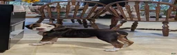 Beabull dogs for sale: Max - Ad 2