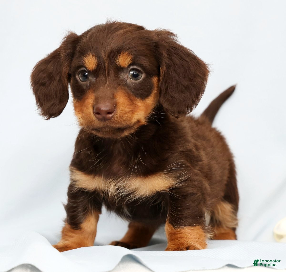 Miniature Dachshund dogs Freddie - Ad 1