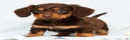 Miniature Dachshund dogs for sale: Freddie - Ad 1