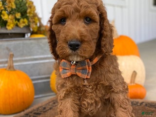 Irish Doodle dogs - Ad 2