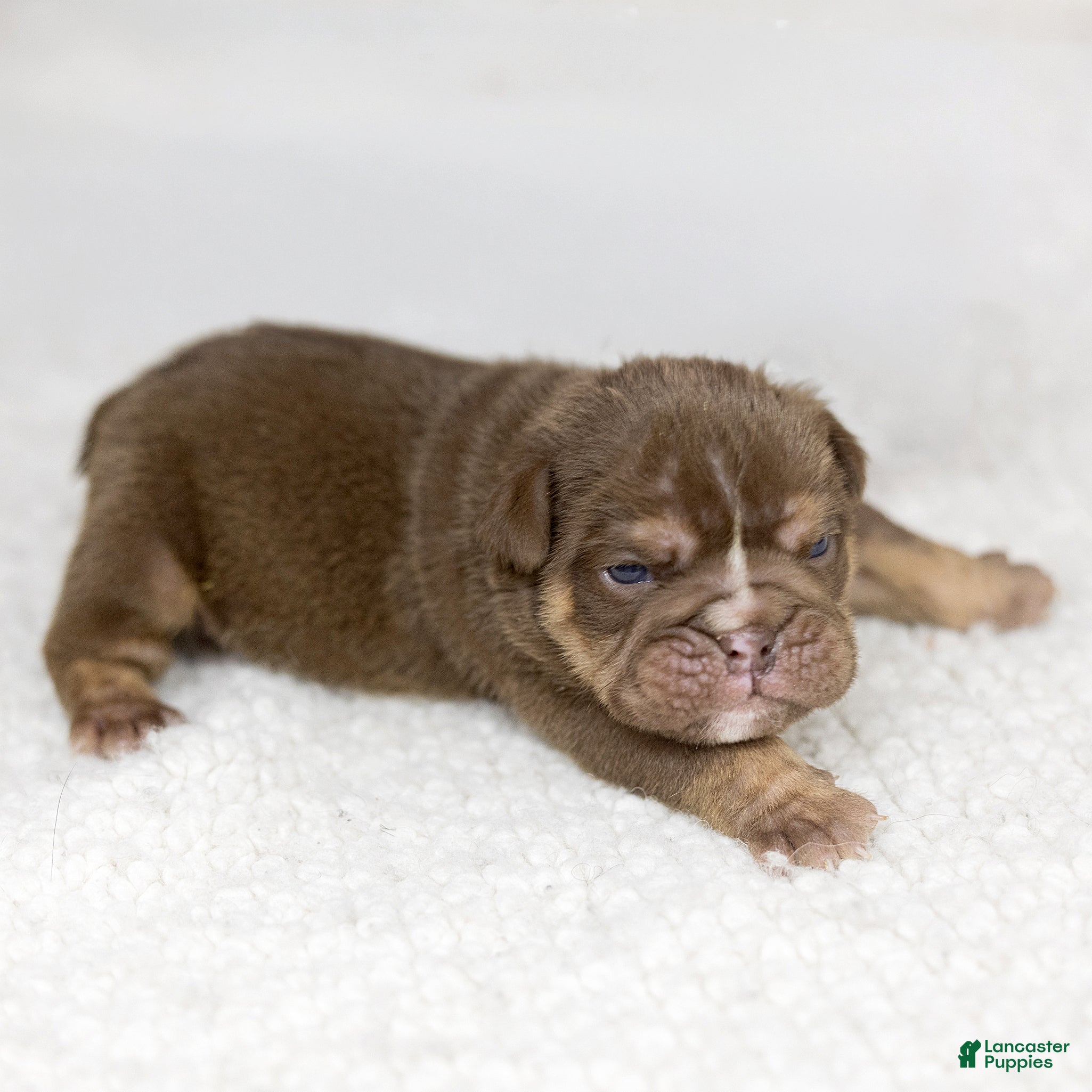 English Bulldog dogs Piper Lou English Bulldog  - Ad 1